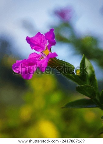 Purple flower of Cuphea hyssopifolia, the false heather, Mexican heather, Hawaiian heather or elfin herb.  Royalty-Free Stock Photo #2417887169