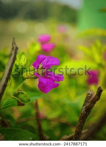 Purple flower of Cuphea hyssopifolia, the false heather, Mexican heather, Hawaiian heather or elfin herb.  Royalty-Free Stock Photo #2417887171