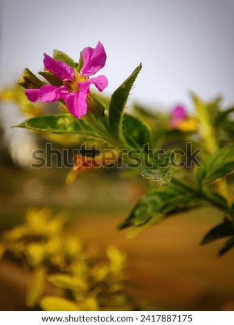 Purple flower of Cuphea hyssopifolia, the false heather, Mexican heather, Hawaiian heather or elfin herb.  Royalty-Free Stock Photo #2417887175