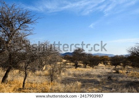 Dry small trees and bushes grow in a desert area against a background of blue clear sky and distant mountains. Global warming and dry climate