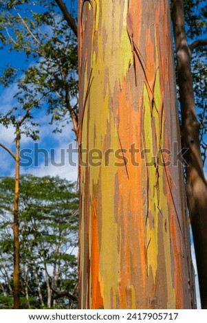 Rainbow Eucalyptus tree at Keahua Arboretum near Kapa'a, Kauai, Hawaii. Rainbow Eucalyptus is a tree of the species Eucalyptus deglupta with striking coloured streaks on its bark.  Royalty-Free Stock Photo #2417905717
