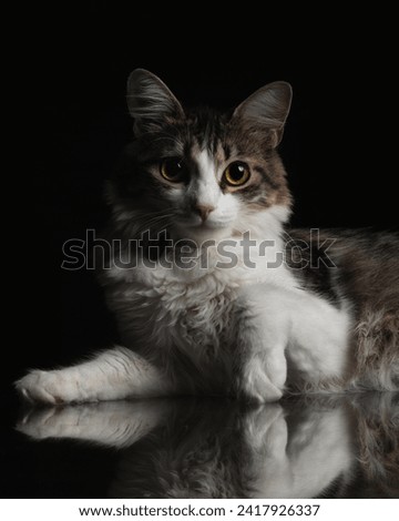 Delicate kitten posing for photo