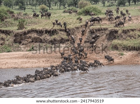 Wildebeest in Serengeti savanna - National Park in Tanzania, Africa, panoramic of wild life