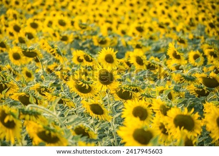 Beautiful sunflower flower blooming in sunflowers field. Popular tourist attractions of Lopburi province. flower field on winter season