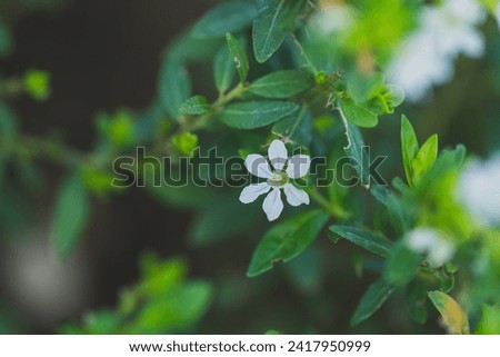 Blooming white flowers adorn the garden, forest, and plant, capturing the essence of spring's beauty in nature