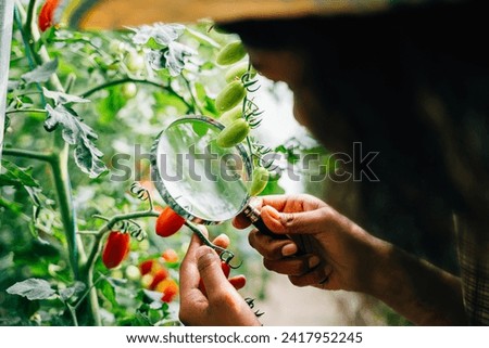 Botanist with a magnifying glass inspects a tomato plant for lice checking vegetable quality for herbology research. Expertise and learning in plant science and farming practices.