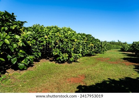 Noni trees in an Organic Noni farm in Kauai, Hawaii, USA. Noni, or Morinda citrifolia, is a tree in the family Rubiaceae, or its fruit. Royalty-Free Stock Photo #2417953019