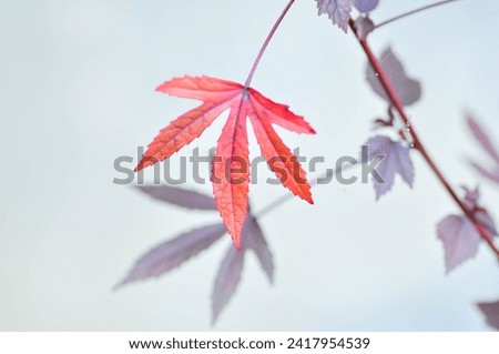maple leaf, maple leaves or green leaf or Acer saccharum Marsh or red leaf or red leaves Royalty-Free Stock Photo #2417954539