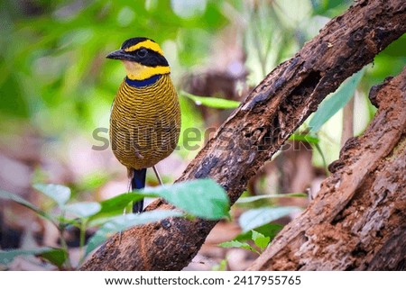 Javan Banded Pitta Hydromis Guajanus birds is an endemic bird in the area of Carita forest of Java Indonesia