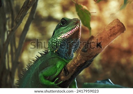 A image of Lizard Portrait