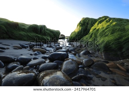 The rocks grow green moss on the sea