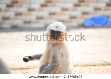 In this image, a lively and curious monkey takes center stage. Its expressive face reveals keen intelligence and a playful demeanor. Its hands feature nimble fingers that can grasp objects with ease. 