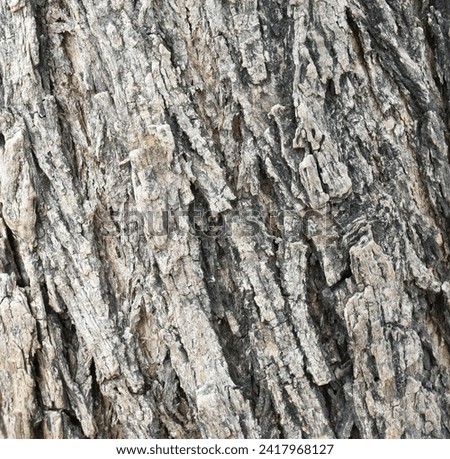 Old tree texture. Bark pattern, For background wood work, Bark of brown hardwood, thick bark hardwood, residential house wood. nature, tree, bark, hardwood, trunk, tree , tree trunk close up texture Royalty-Free Stock Photo #2417968127