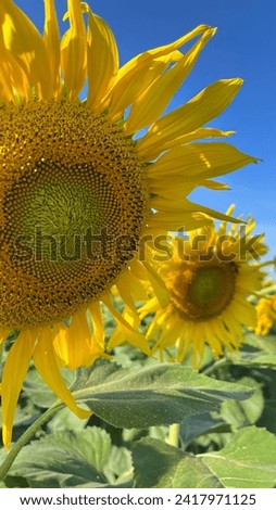 blooming sunflower attracts flying bees with bright sunny day in Khao Yai Thailand