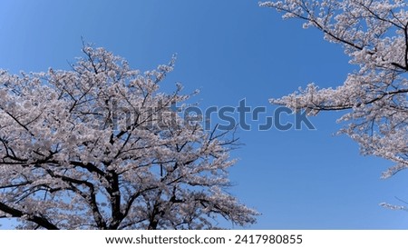Clear Skies and Cherry Blossom Trees Creating a Spring Landscape