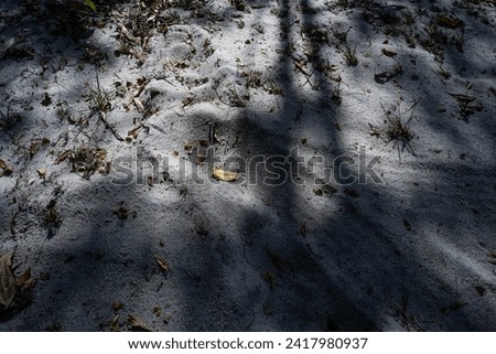 The sunlight's shadows were cast on the gray sand. There were scattered leaves and fallen branches.
