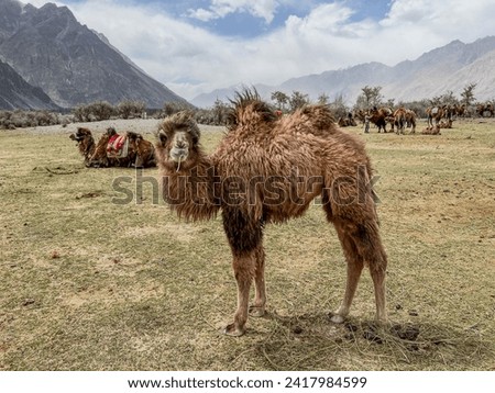 A double-humped Bactrian camel feeding on grass in the scenic Hunder, Nubra Valley, with a caravan of camels and mountainous landscape in the background. Royalty-Free Stock Photo #2417984599