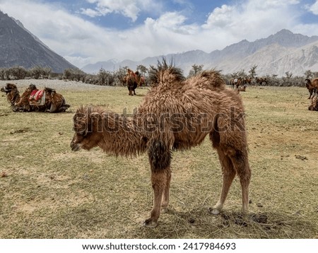A double-humped Bactrian camel feeding on grass in the scenic Hunder, Nubra Valley, with a caravan of camels and mountainous landscape in the background. Royalty-Free Stock Photo #2417984693