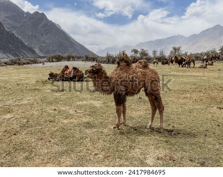 A double-humped Bactrian camel feeding on grass in the scenic Hunder, Nubra Valley, with a caravan of camels and mountainous landscape in the background. Royalty-Free Stock Photo #2417984695