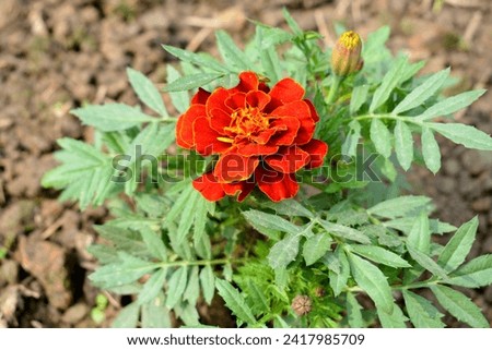 Close up Beautiful Tegetes crecta Flower, French Marigold Flower