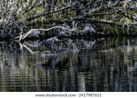 The Double-crested Cormorant (Phalacrocorax auritus ) in flight Royalty-Free Stock Photo #2417987651