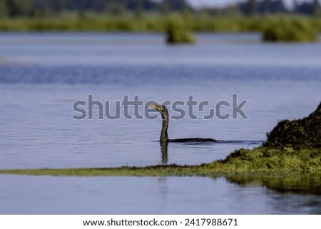 The double-crested cormorant (Phalacrocorax auritus),north american cormorant on the lake Royalty-Free Stock Photo #2417988671