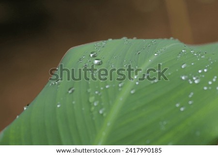 Rain drops on green leaf nature background. Nature background of green leaves.