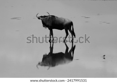 black and white picture of a wildebeest reflect in the water surface of a lake