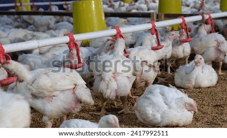 Close House Broiler Farm: A Glimpse into Modern Poultry Agriculture Poultry Farm Royalty-Free Stock Photo #2417992511