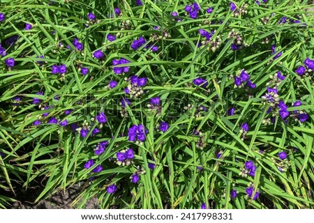 Purple blue spiderwort tradescantia flowers (trillium).Close up of a violet purple spiderwort Tradescantia Virginiana flower bloom with a closed bud