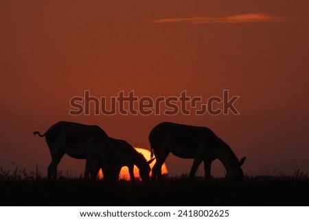 Silhouette of Indian Wildasses or Indian Onagers at sunset