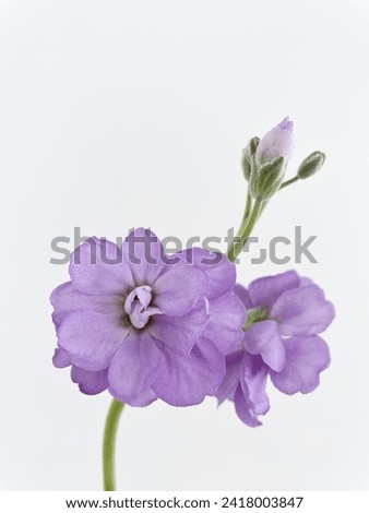 stock purple flower forever love  Royalty-Free Stock Photo #2418003847