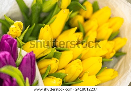 Yellow tulips are a symbol of joy, pleasure and happiness.