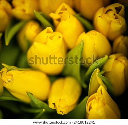 Yellow tulips are a symbol of joy, pleasure and happiness.