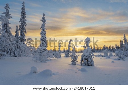 Winter landscape in Swedish Lapland with snowy trees and colorful sky in sunset, Gällivare county, Swedish Lapland, Sweden