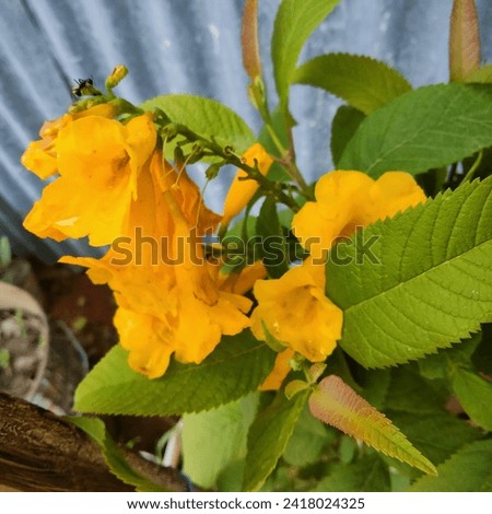 Yellow Elder Flower,Yellow elder, Trumpetbush in the garden. Royalty-Free Stock Photo #2418024325