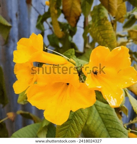 Yellow Elder Flower,Yellow elder, Trumpetbush in the garden. Royalty-Free Stock Photo #2418024327