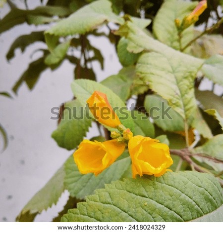 Yellow Elder Flower,Yellow elder, Trumpetbush in the garden. Royalty-Free Stock Photo #2418024329