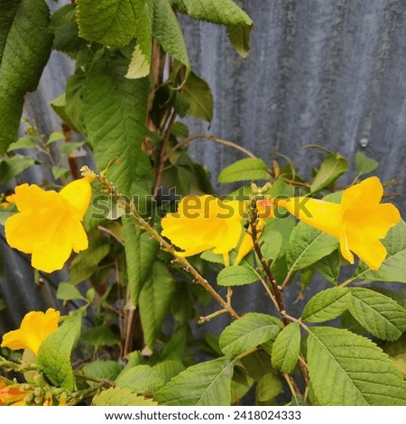 Yellow Elder Flower,Yellow elder, Trumpetbush in the garden. Royalty-Free Stock Photo #2418024333