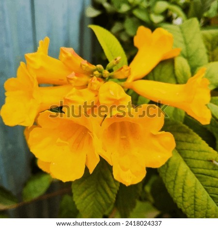 Yellow Elder Flower,Yellow elder, Trumpetbush in the garden. Royalty-Free Stock Photo #2418024337