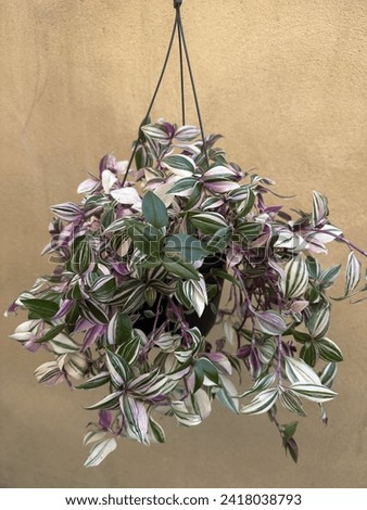 Tradescantia  fluminensis tricolor plant easy growing  Royalty-Free Stock Photo #2418038793