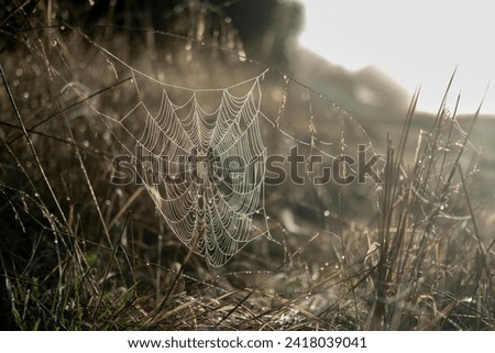The picture of a spider web on the grass is very beautiful.