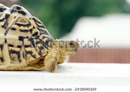 Sulcata also named African spurred tortoise, Centrochelys sulcata. Pardalis Babcocki Leopard Tortoise.