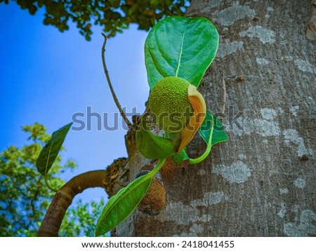 Beautiful Jackfruit bud of Bangladesh