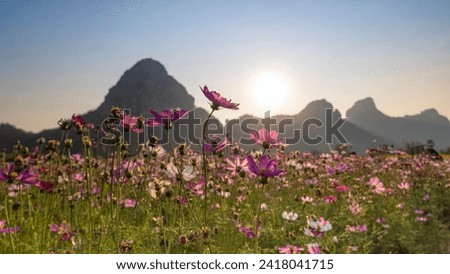 Beautiful sunflowers and cosmos flowers in blue sky, agricultural products of Lop Buri province in Thailand. Royalty-Free Stock Photo #2418041715