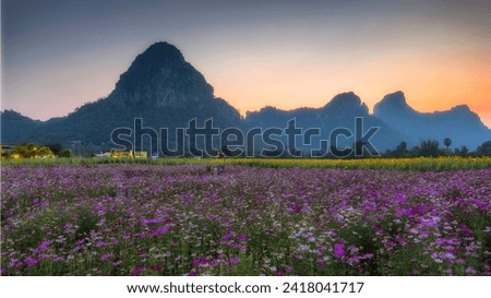 Beautiful sunflowers and cosmos flowers in blue sky, agricultural products of Lop Buri province in Thailand. Royalty-Free Stock Photo #2418041717