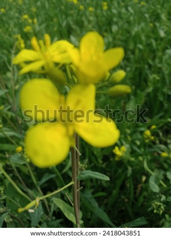 Mustard growing flower amazing pic