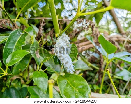 Leaf-eating green caterpillars, green caterpillars in the butterfly cocoon formation stage
