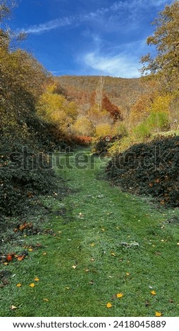 Autumn rainforest in La Rioja, full of brown colores, leaves on the ground, green, yellow, river, road. Beautiful and colorful nature