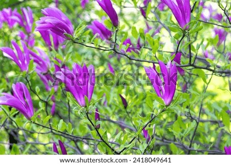 Blooming magnolia tree with blooming purple flowers in a botanical garden on a spring day.
